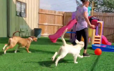 Benefits of Doggie Daycare!